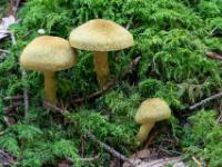 Trio ockerfarbener Pilze in Moosfeld